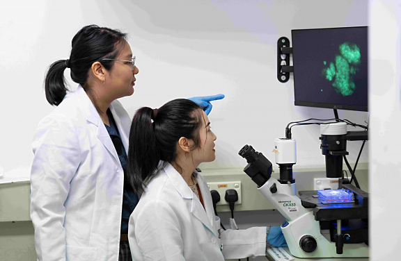 HKUMed research team resurrected ancient stem cell genes from unicellular ancestors, paving the way for protein design and next-generation therapies. 
 